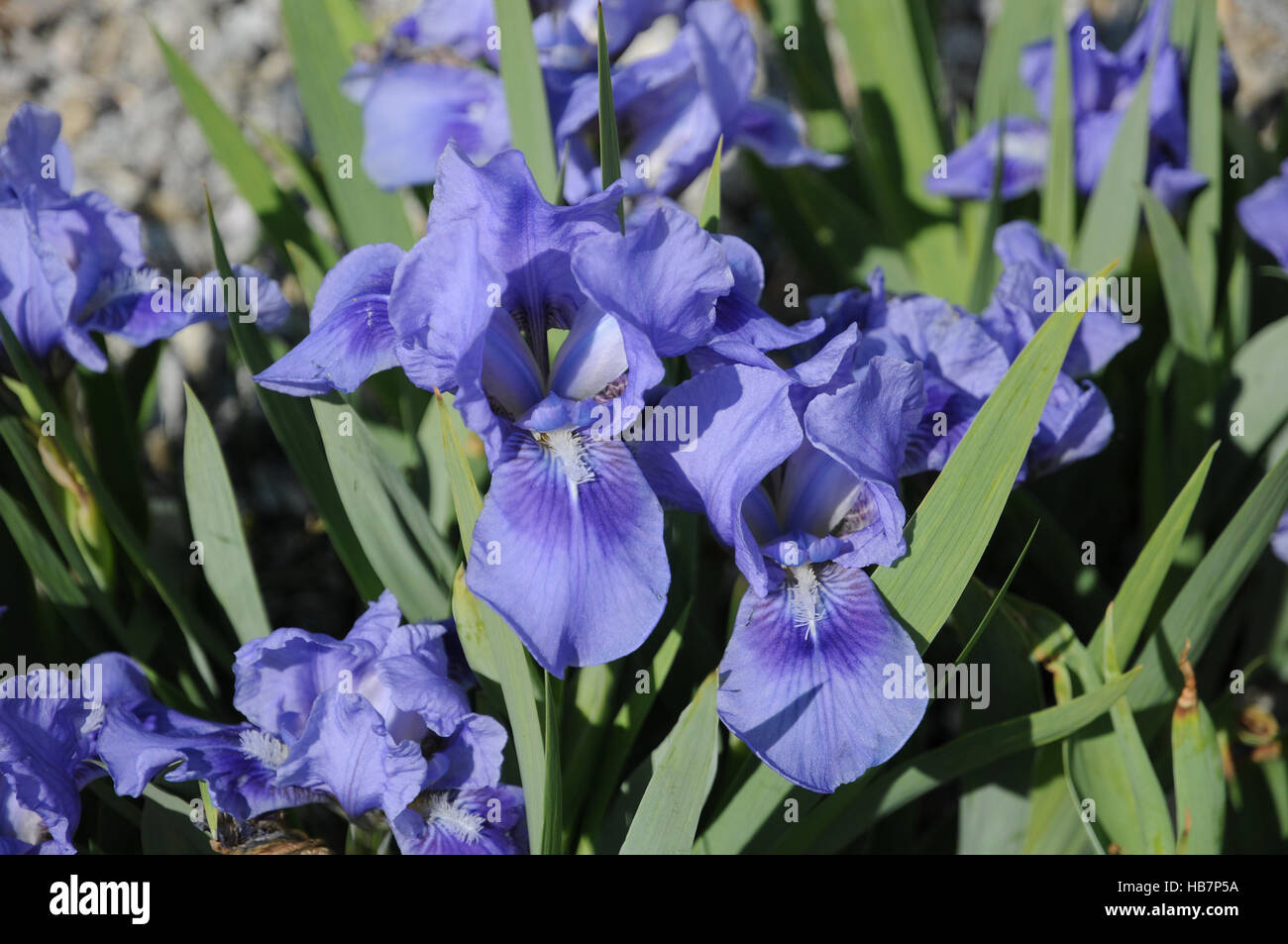 Iris barbata - nana, iris nain Banque D'Images