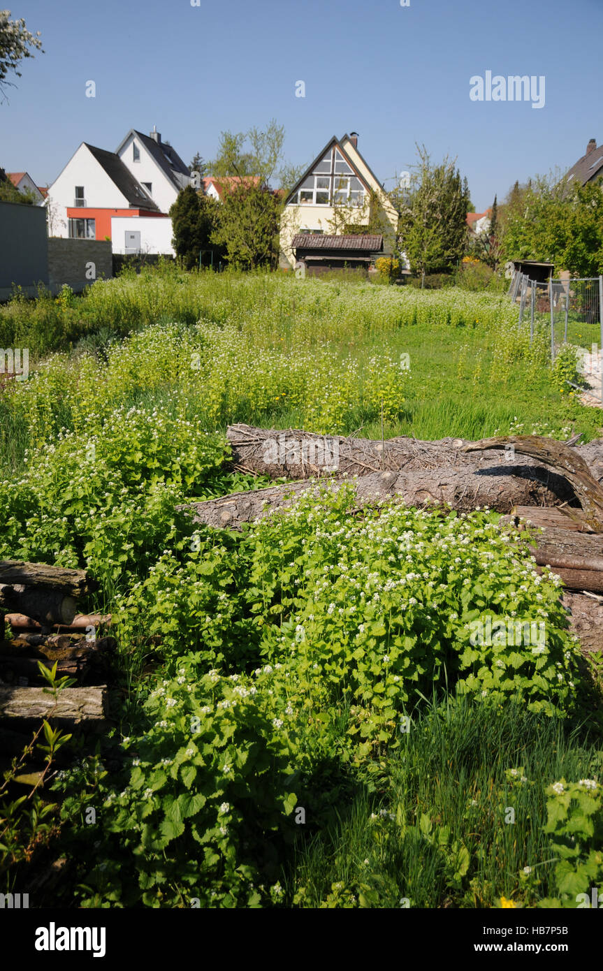 Alliaria petiolata, ail de couverture Banque D'Images