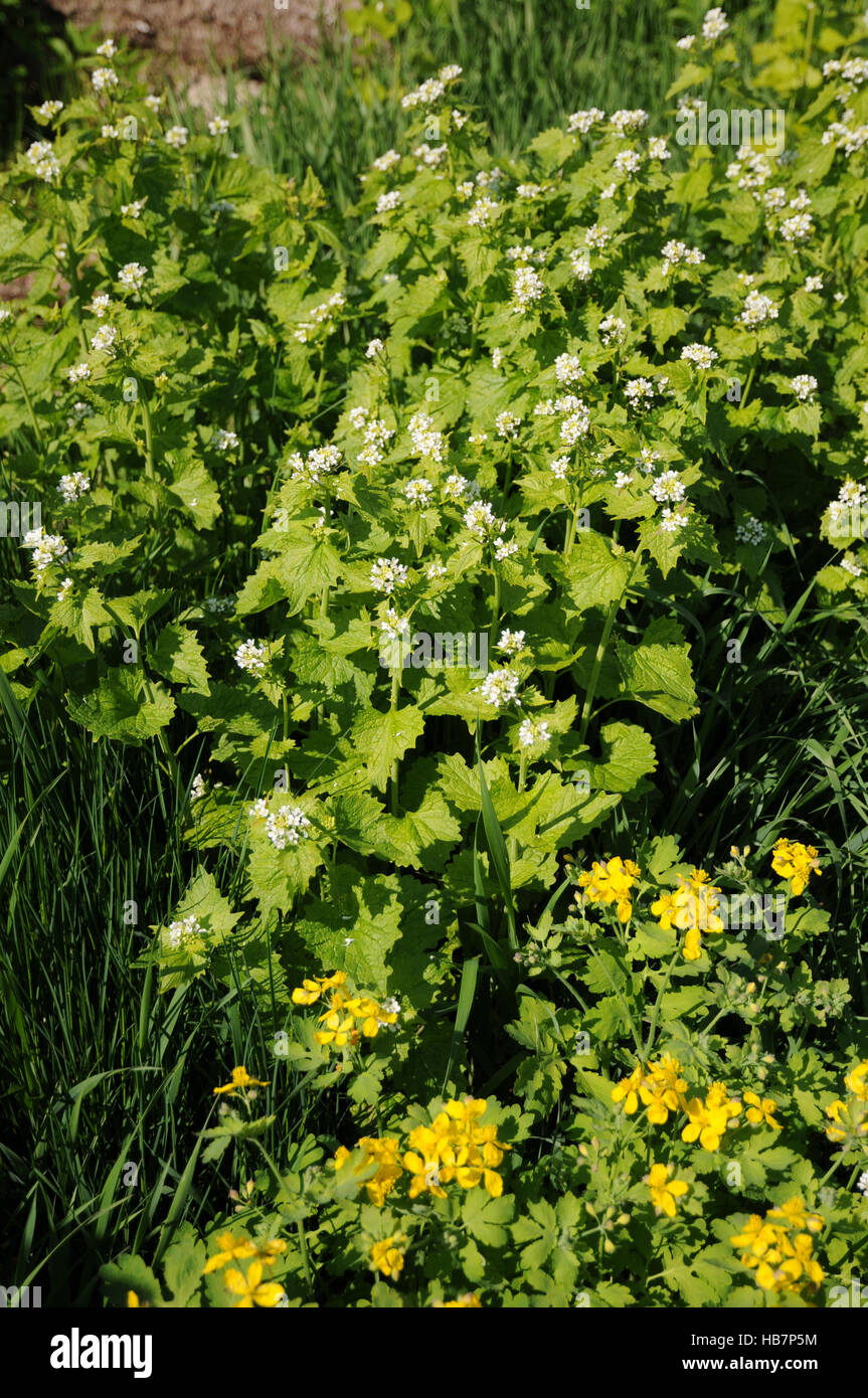 Alliaria petiolata, ail de couverture Banque D'Images