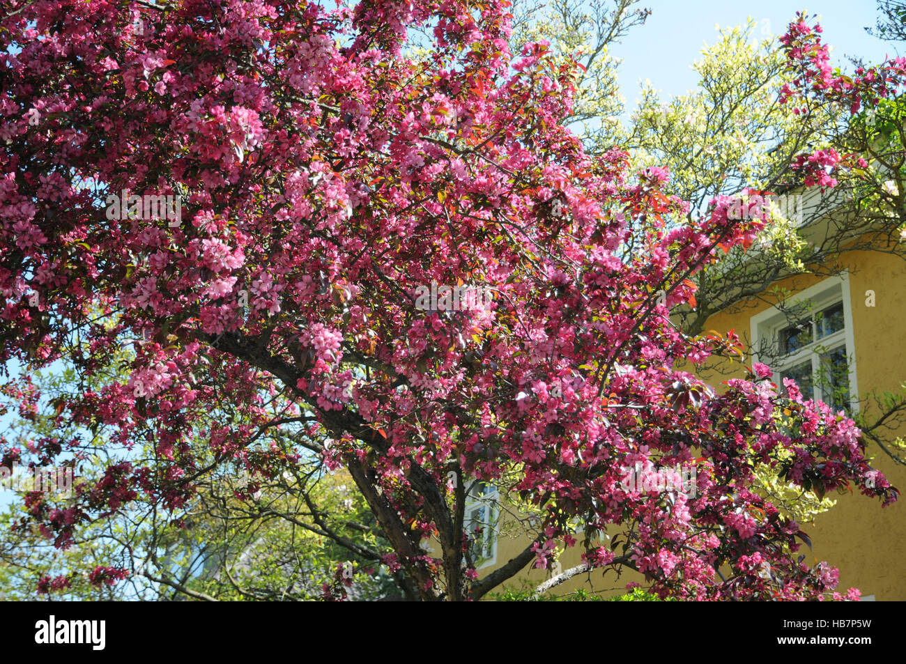 Malus x moerlandsii profusion, pommetier Banque D'Images