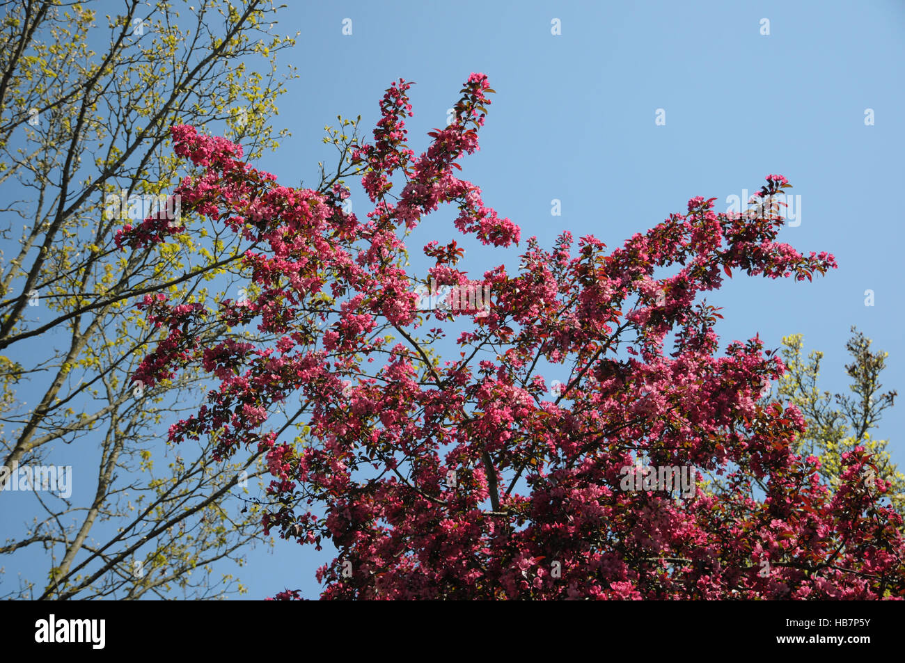 Malus x moerlandsii profusion, pommetier Banque D'Images