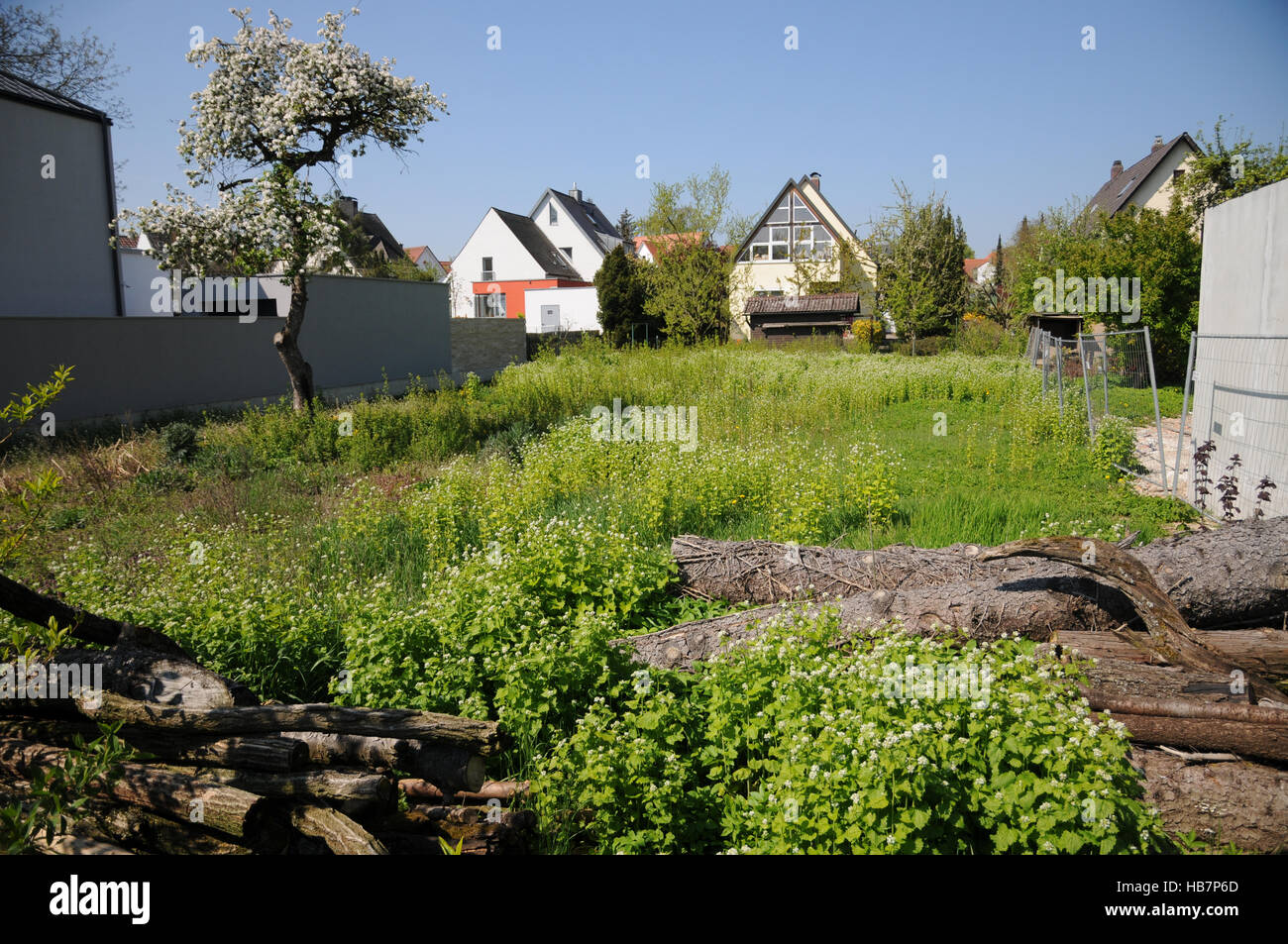 Alliaria petiolata, ail de couverture Banque D'Images