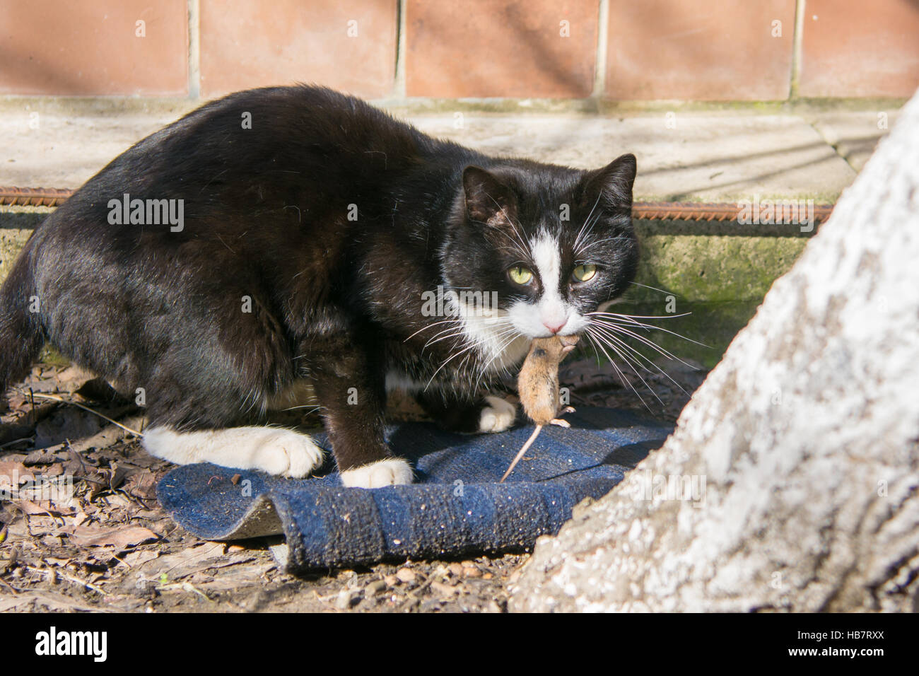 Cat Street pris la souris dans la cour Banque D'Images