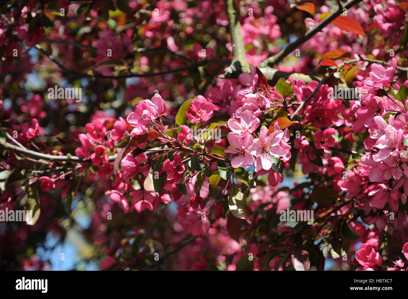 Malus x moerlandsii profusion, pommetier Banque D'Images