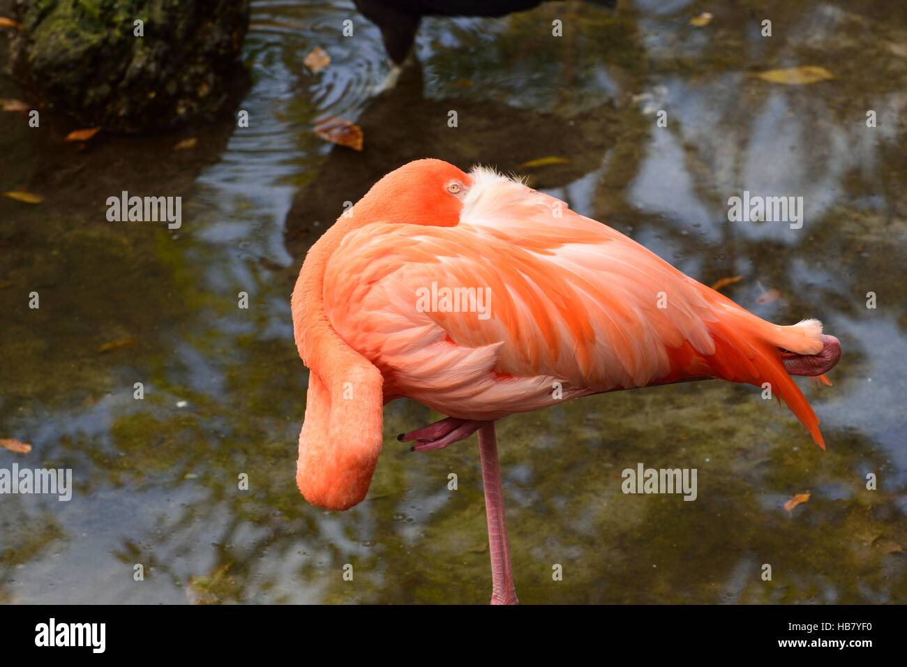 Beau flamant rose se reposant dans un étang. Banque D'Images