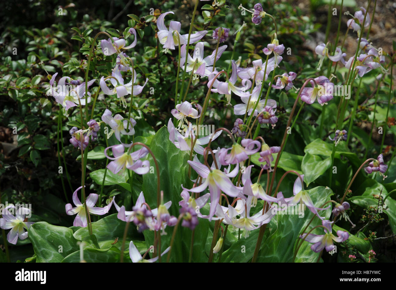 L'Erythronium revolutum, Red fawn lily Banque D'Images