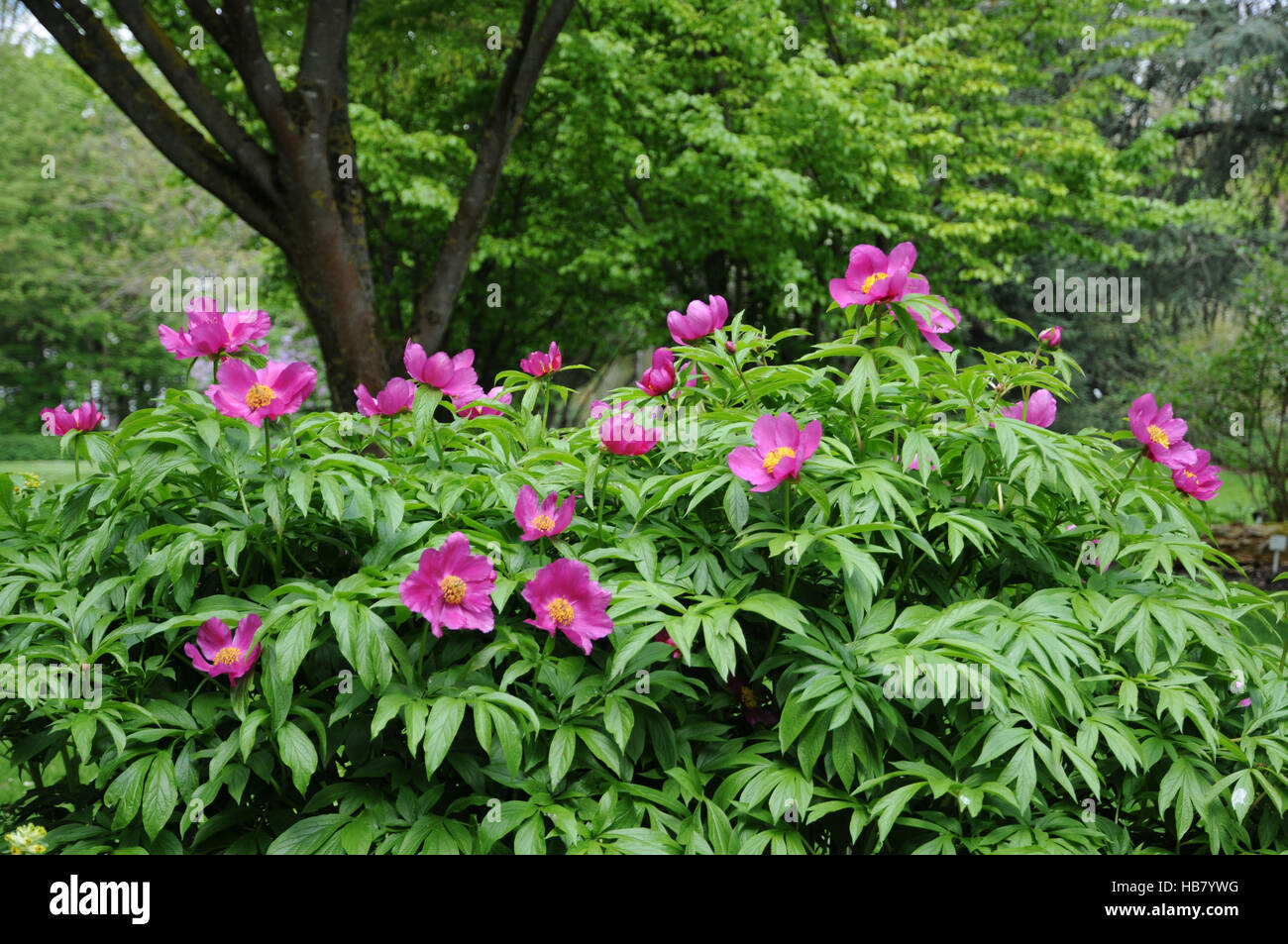 Paeonia mairei, pivoine forestiers Banque D'Images