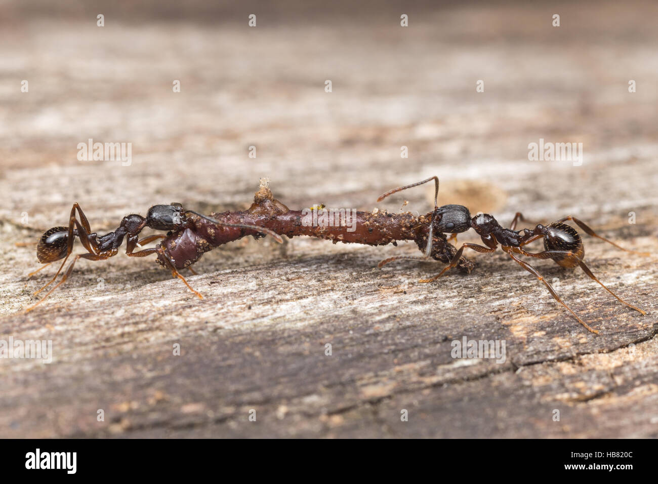 Deux à taille de la colonne vertébrale (Fourmi Aphaenogaster picea) des travailleurs portent la nourriture récupérée, un ver de terre, jusqu'à leur nid. Banque D'Images