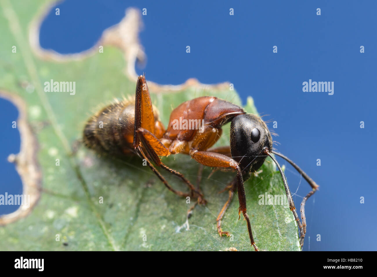 Une fourmi Camponotus ferrugineux (chromaiodes) repose sur une feuille. Banque D'Images