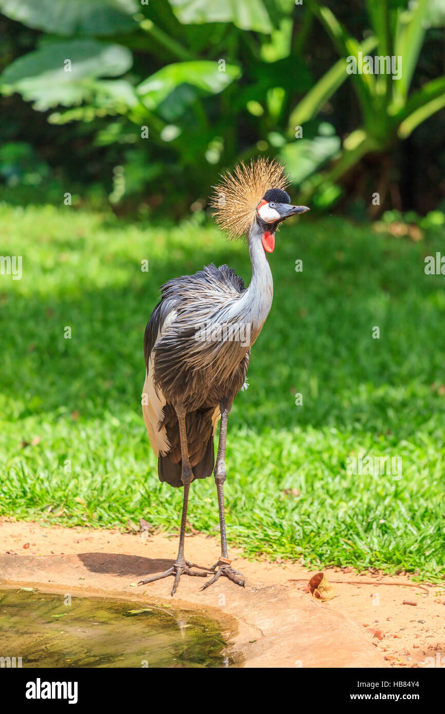 Oiseau dans le zoo d'Amérique du Sud Banque D'Images