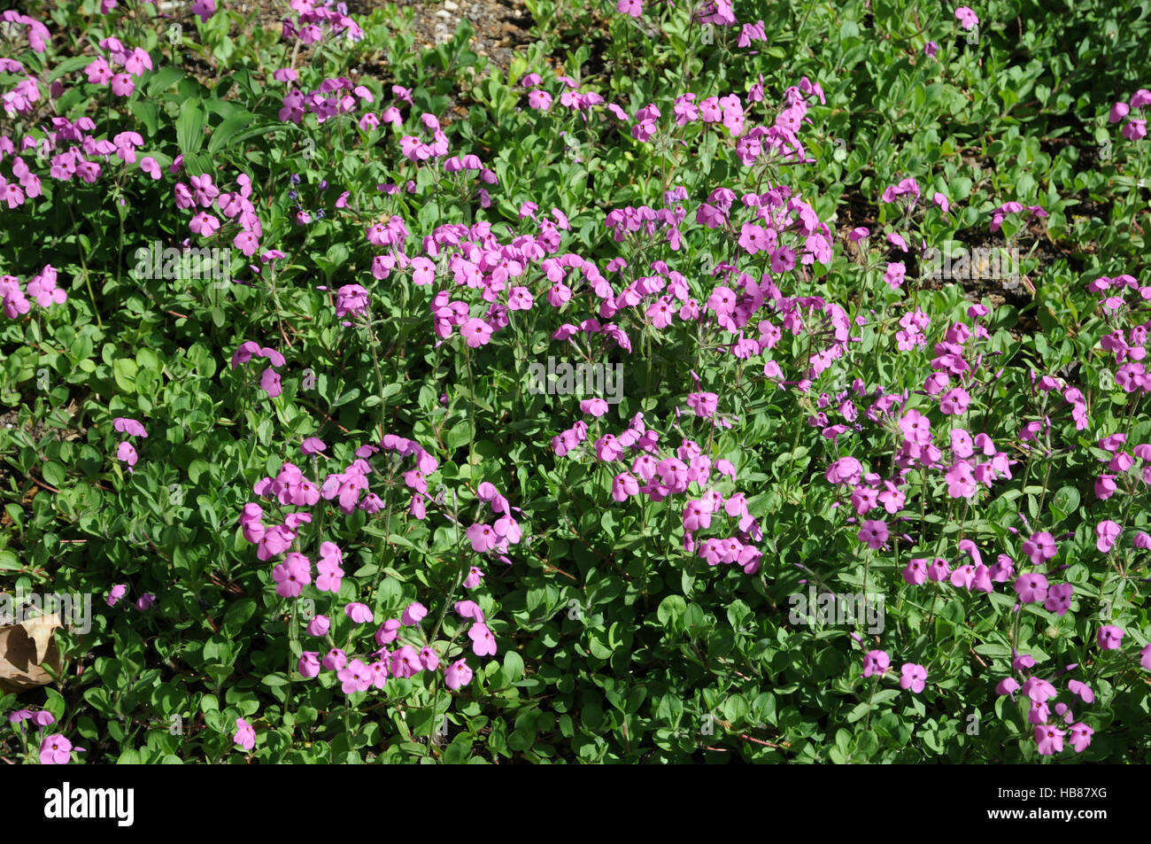 Phlox stolonifera, Creeping phlox Banque D'Images