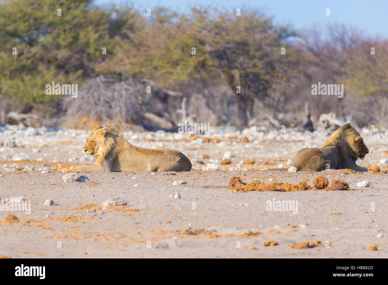 Couple de lions couchés sur le sol dans la brousse. Safari de la faune dans le Parc National d'Etosha, principale attraction touristique en Namibie, l'Afrique. Banque D'Images