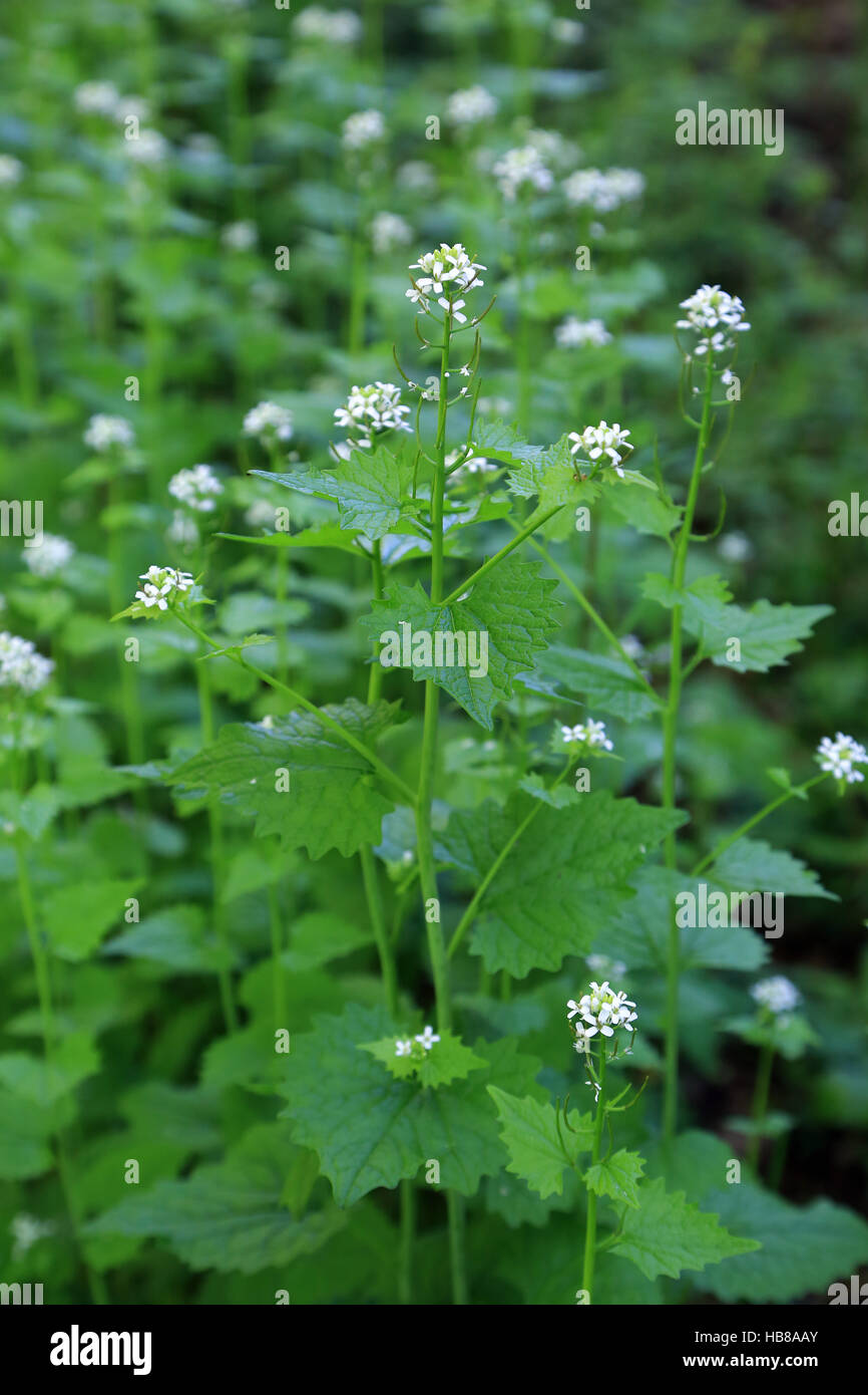 L'ail de couverture, Alliaria petiolata Banque D'Images