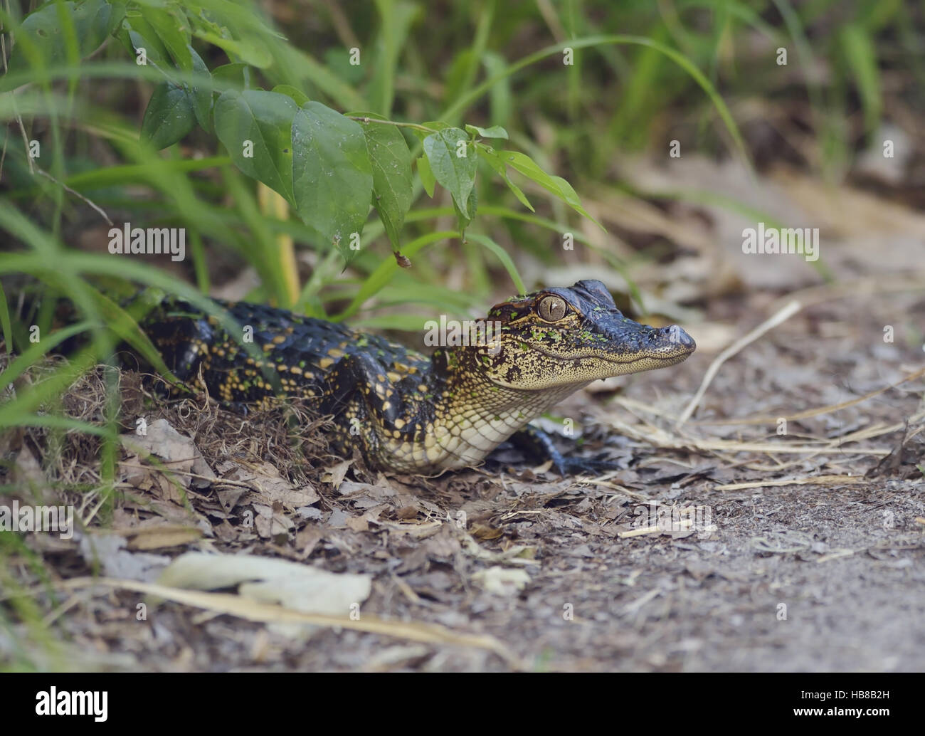 Petit Alligator Floride Banque D'Images