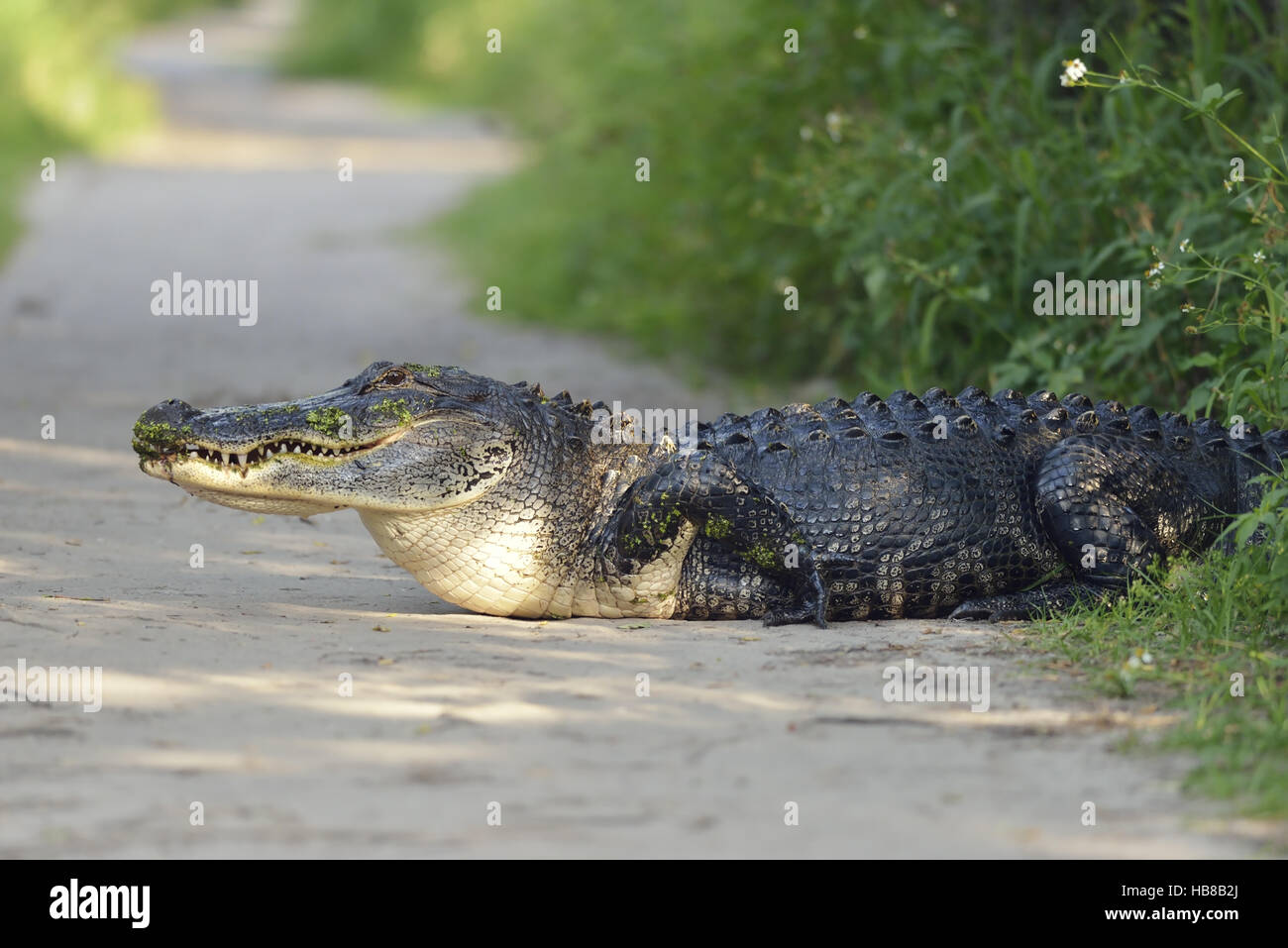 Grand Alligator Floride Banque D'Images
