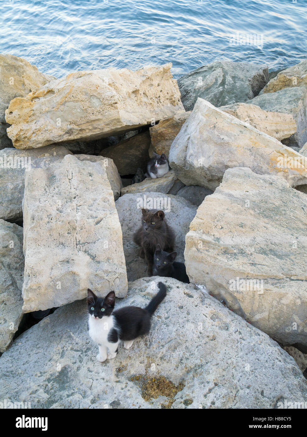 Chatons sauvages, noir et blanc, vivant parmi les rochers à Chypre Banque D'Images