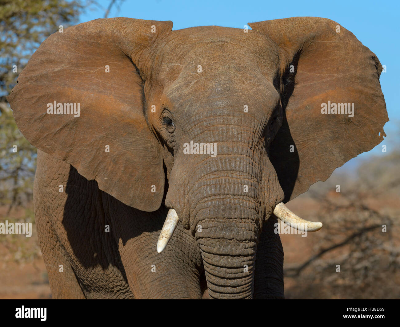 L'éléphant africain (Loxodonta africana), jeune taureau, Zimanga Private Game Reserve, KwaZulu-Natal, Afrique du Sud Banque D'Images