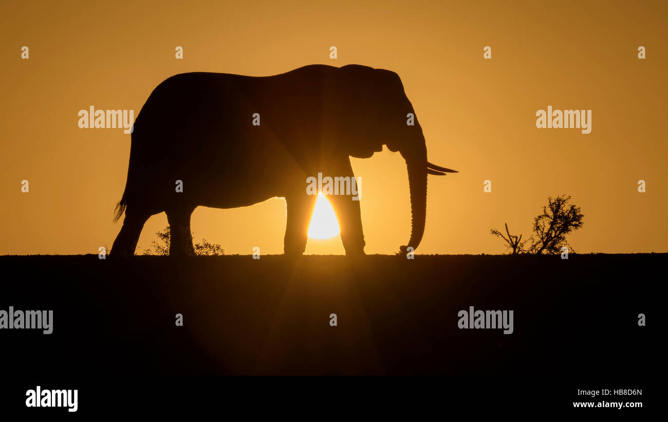 L'éléphant africain (Loxodonta africana), silhouette au coucher du soleil, Zimanga Private Game Reserve, KwaZulu-Natal, Afrique du Sud Banque D'Images