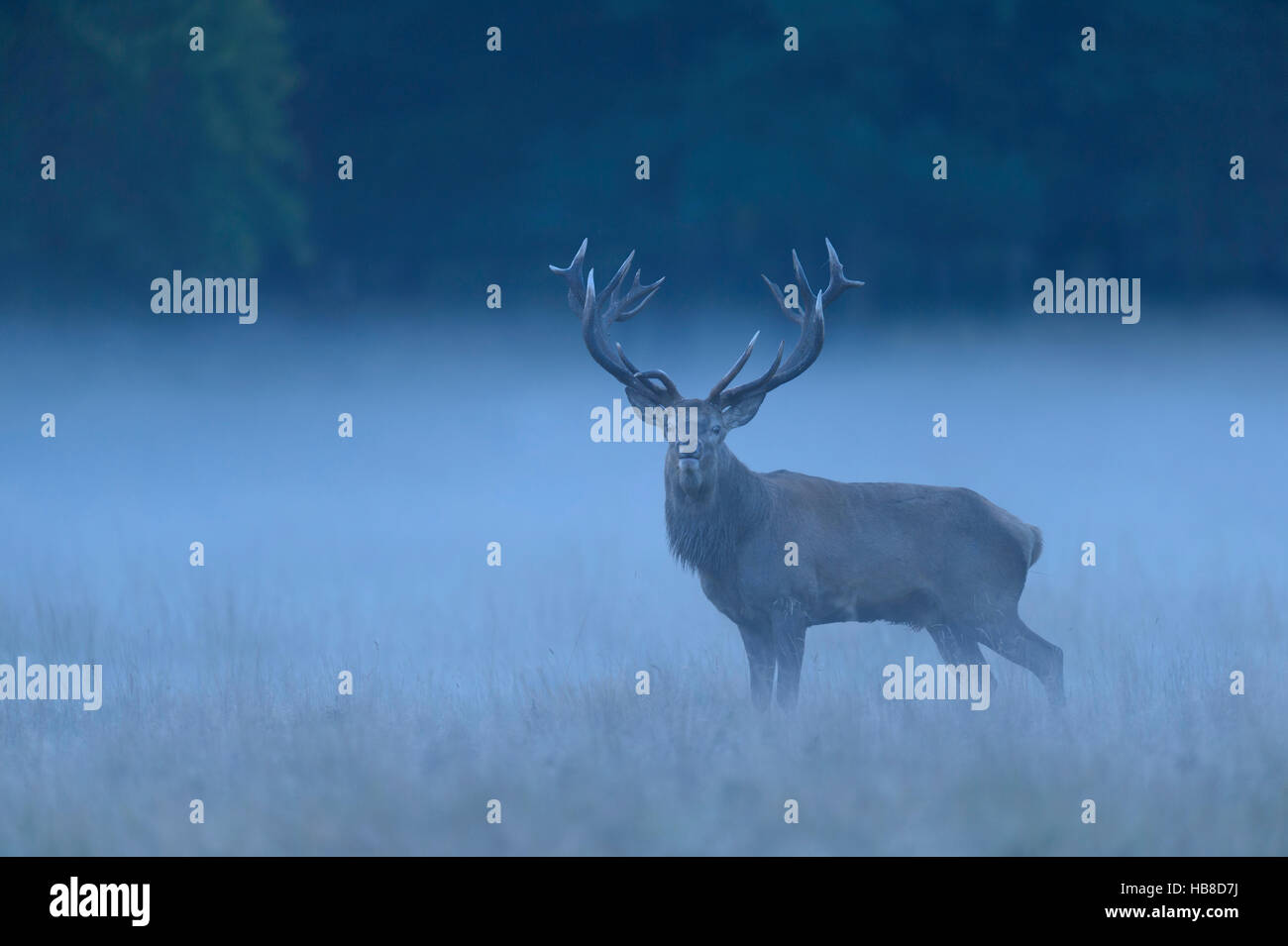Red Deer (Cervus elaphus), buck, foggy pré, Jägersborg, Danemark Banque D'Images