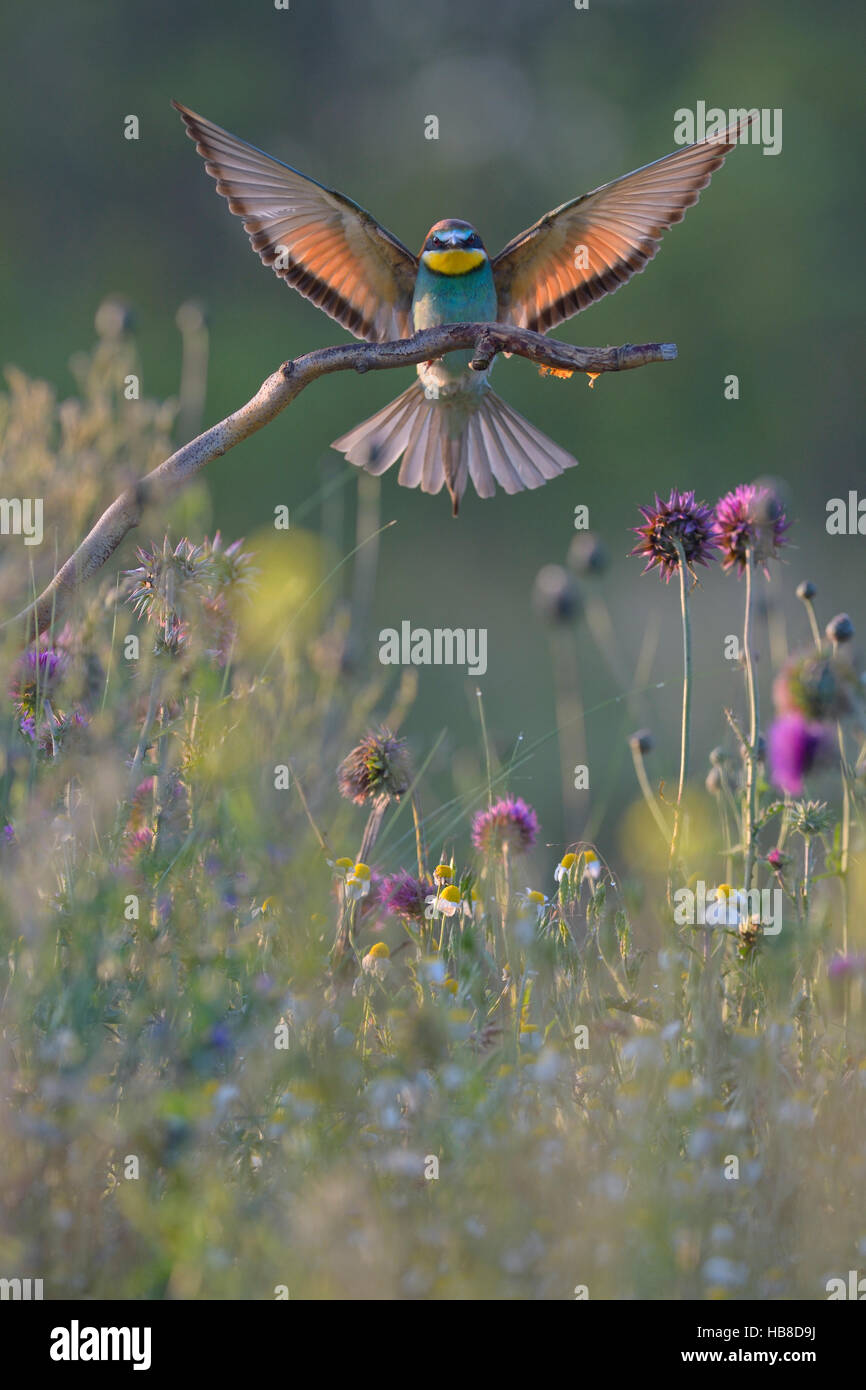 Guêpier d'Europe (Merops apiaster), s'approchant de la perchaude dans flower meadow, Parc National de Kiskunság, Hongrie Banque D'Images
