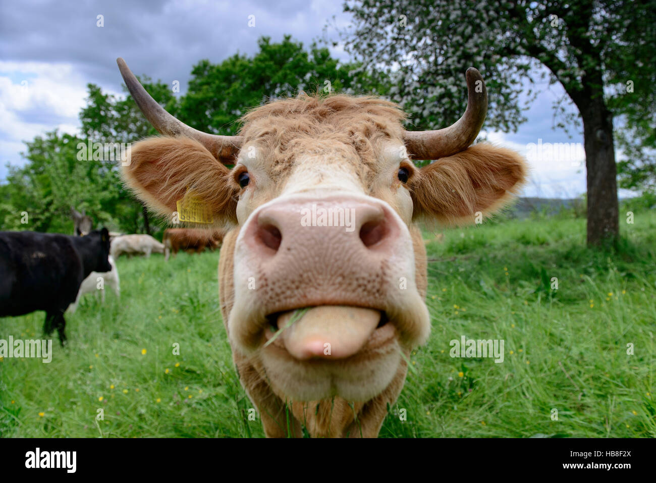 Tendre la langue de vache au pâturage, Bade-Wurtemberg, Allemagne Banque D'Images