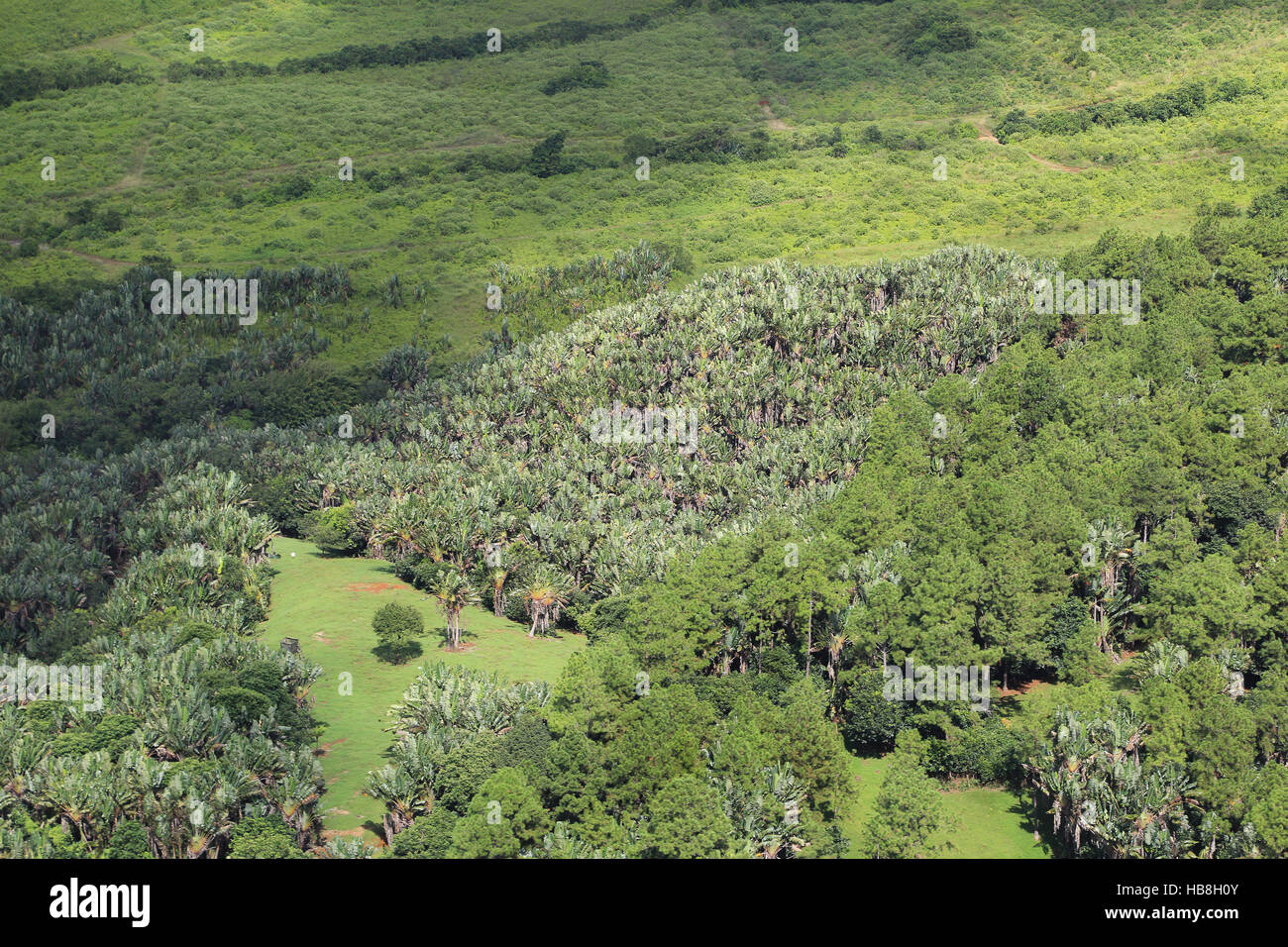 L'Ile Maurice, Bananen-Plantage, Landwirtschaft Banque D'Images