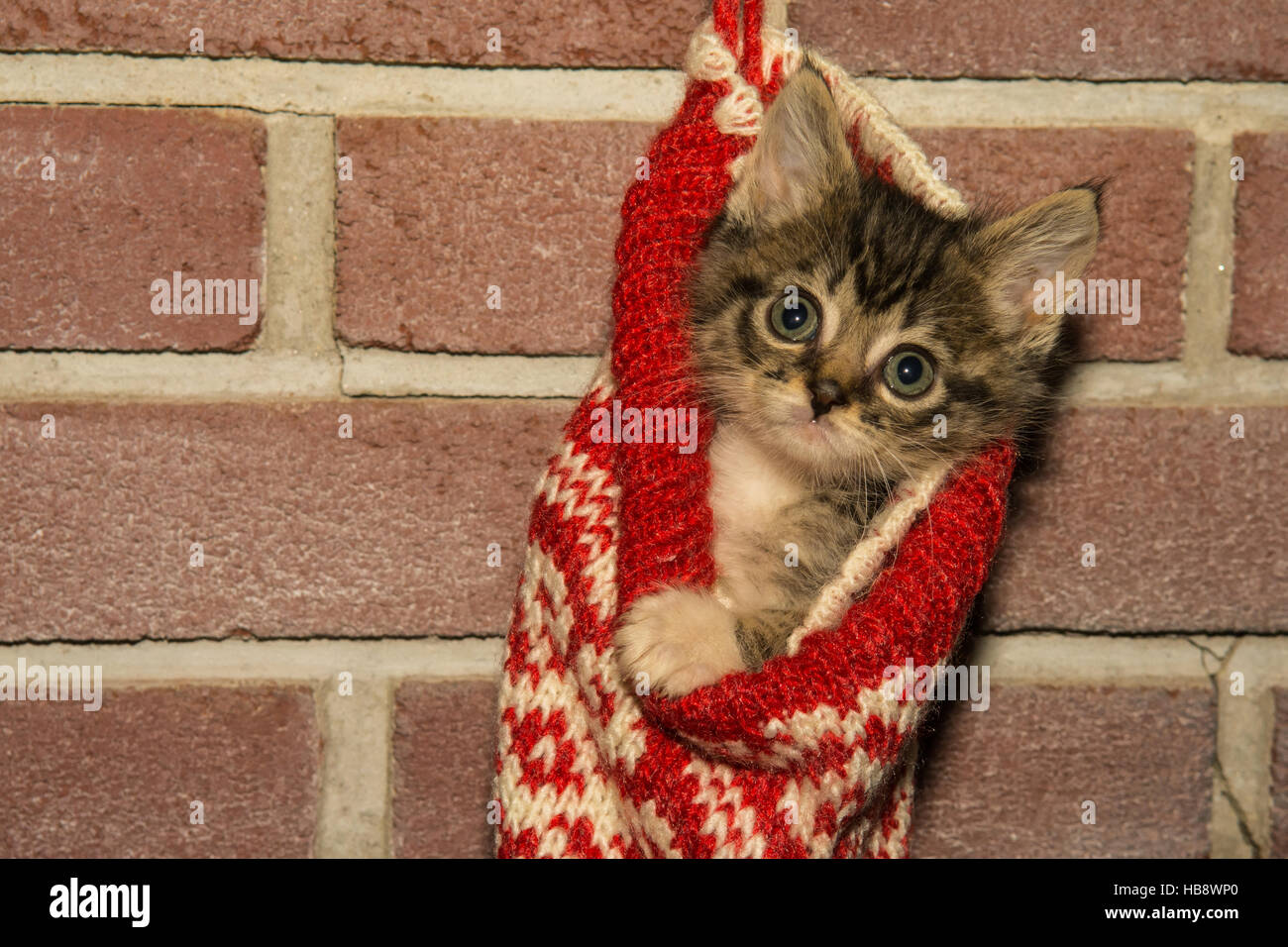 Un chaton jouant dans un bas de Noël Banque D'Images
