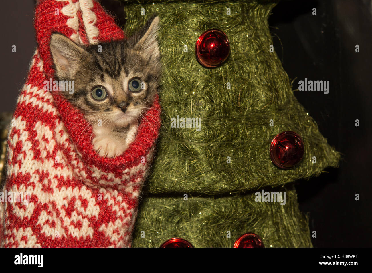 Un chaton jouant dans un bas de Noël Banque D'Images