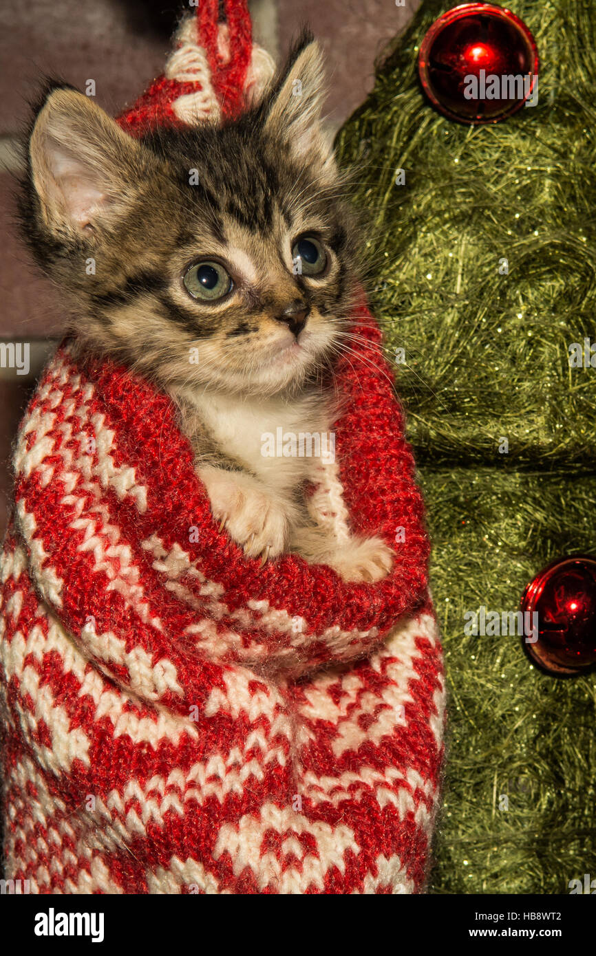 Un chaton jouant dans un bas de Noël Banque D'Images
