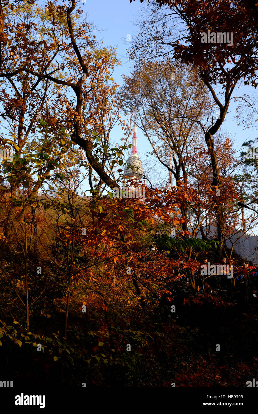 La Tour N de Séoul à travers les arbres sur la montagne Namsan, Seoul, Corée du Sud Banque D'Images