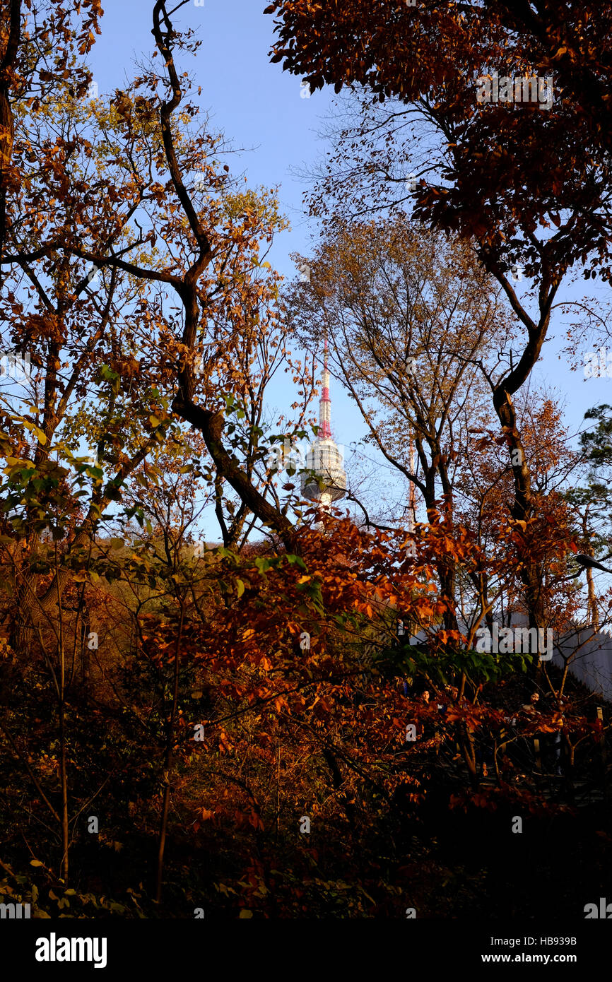 La Tour N de Séoul à travers les arbres sur la montagne Namsan, Seoul, Corée du Sud Banque D'Images