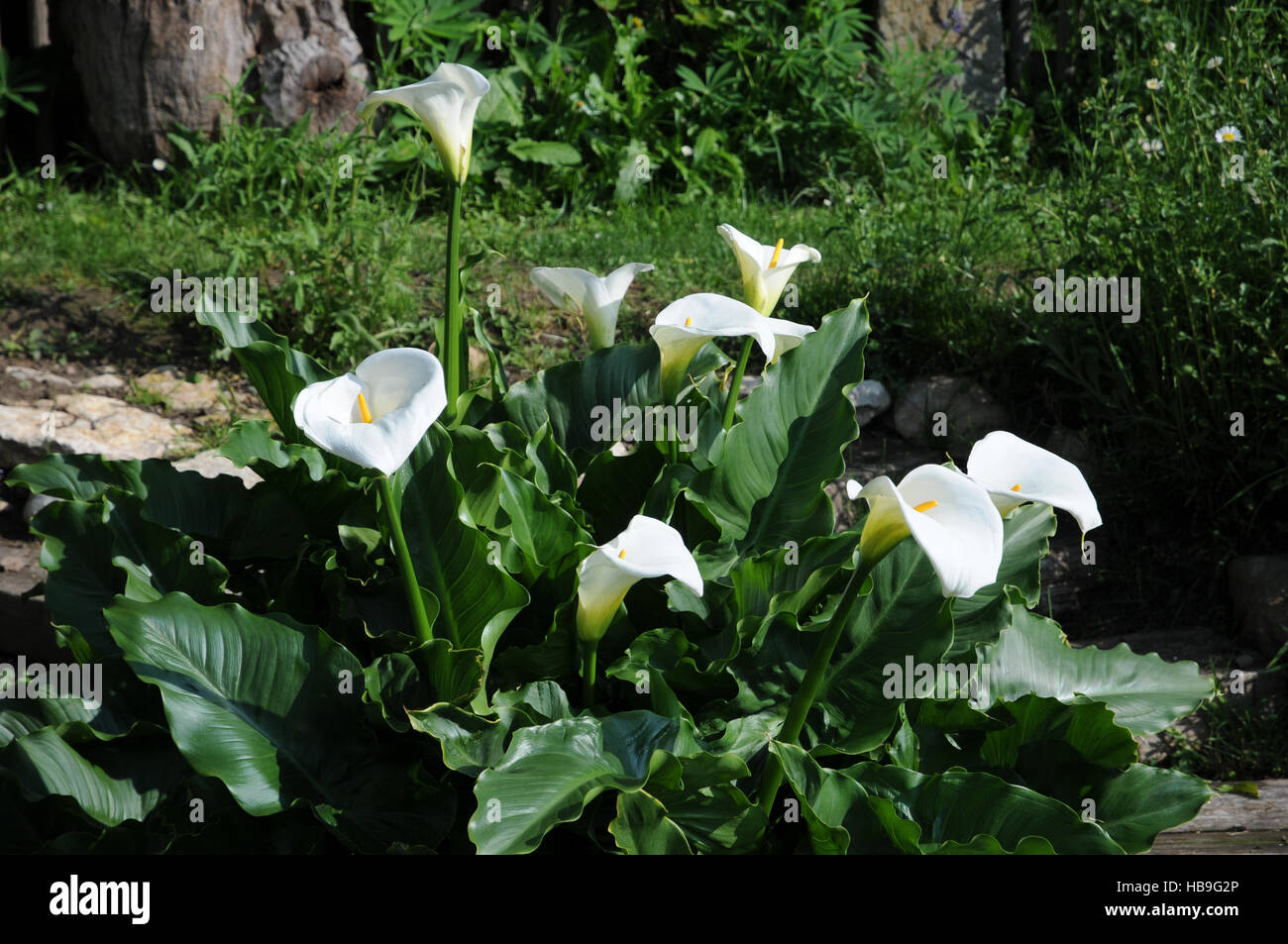 Zantedeschia aethiopica, Zantedeschia Banque D'Images