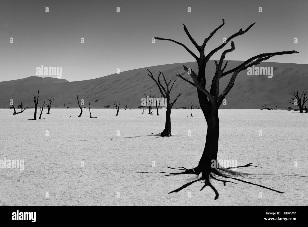 Une vue de Dead Vlei Sossusvlei, Namibie. Numériquement l'image modifiée intentionnellement. Noir et blanc. Banque D'Images