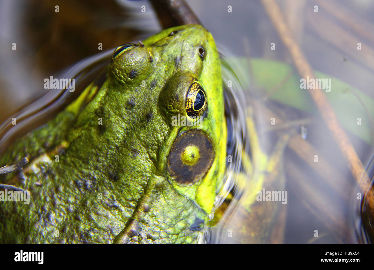 Grenouille verte du nord dans l'eau l'État de New York, aux Etats-Unis. Banque D'Images