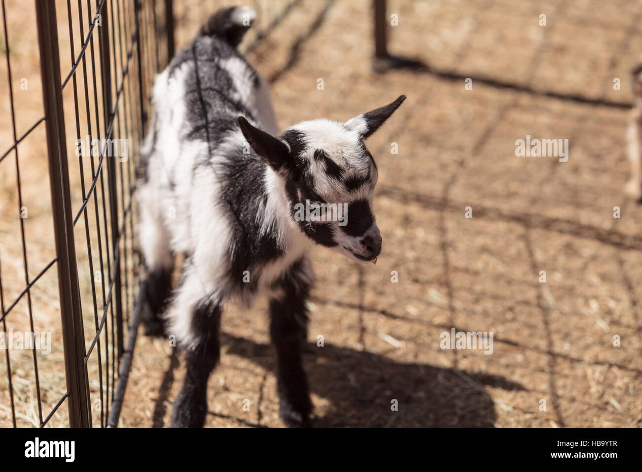 Bébé noir et blanc chèvres naines nigérian Banque D'Images