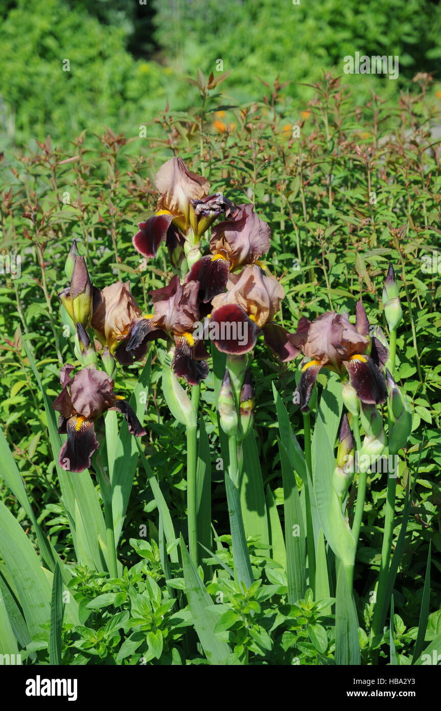 Iris barbata, iris Banque D'Images