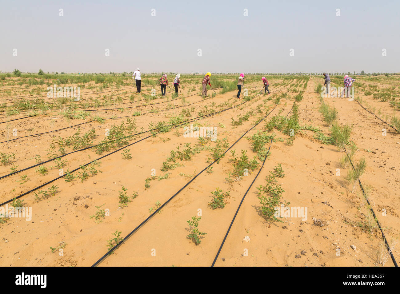 Des cultures dans le désert Banque D'Images