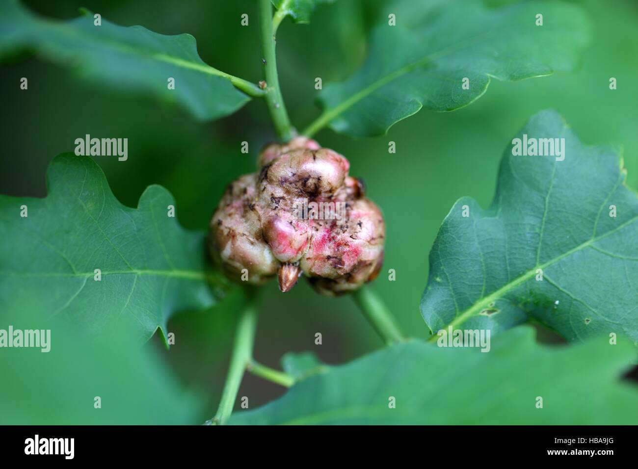 Gall de la vésicule wasp Biorhiza pallida Banque D'Images