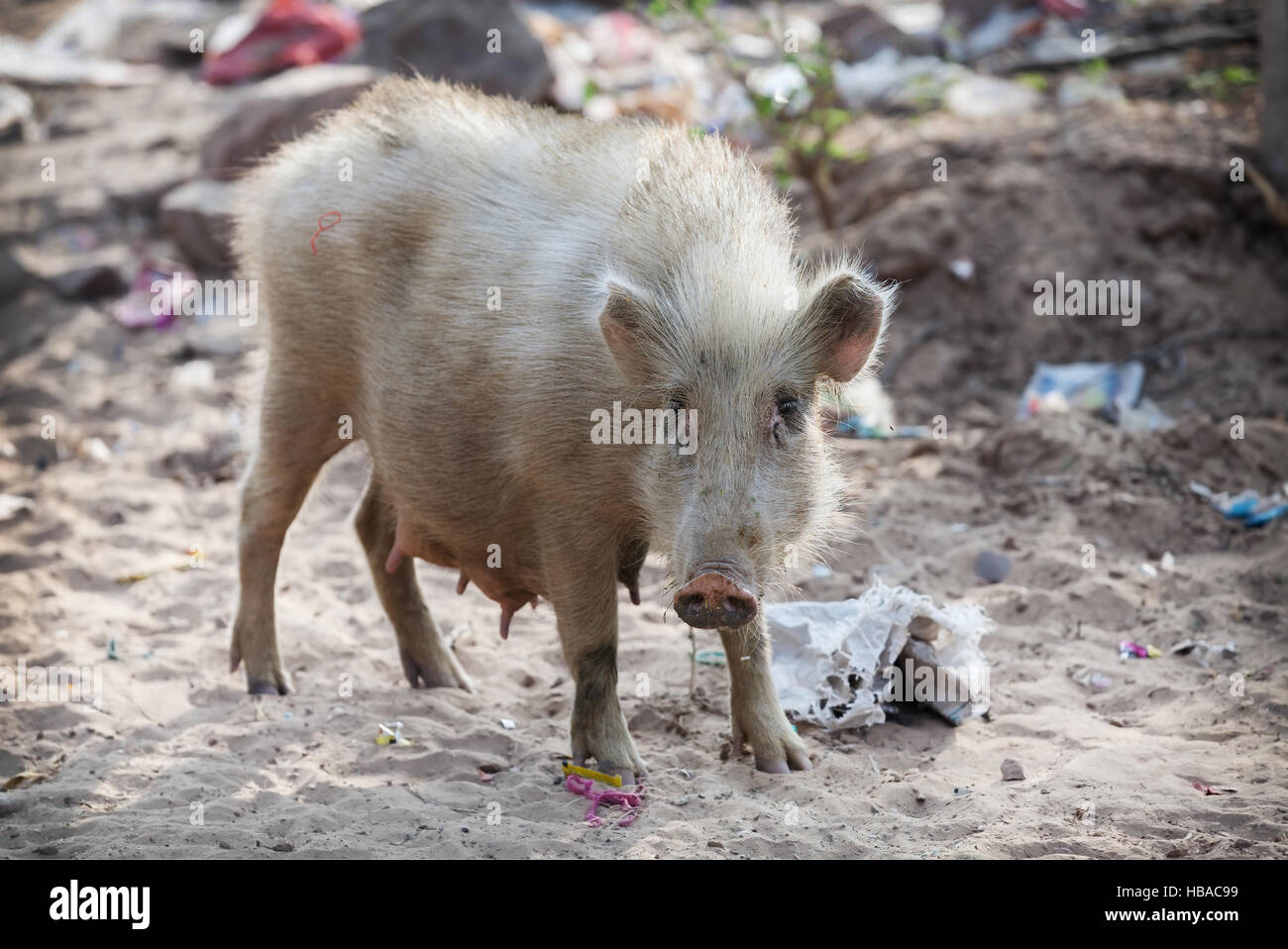 Cochon sur du sable contaminé. L'Asie du sud-est Banque D'Images