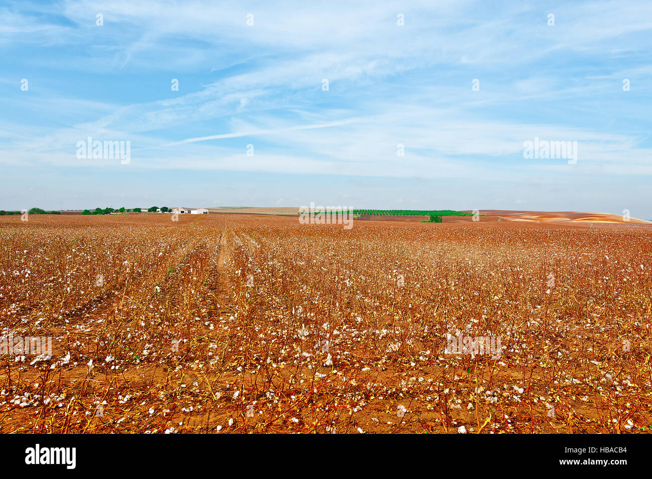 Coton Banque D'Images