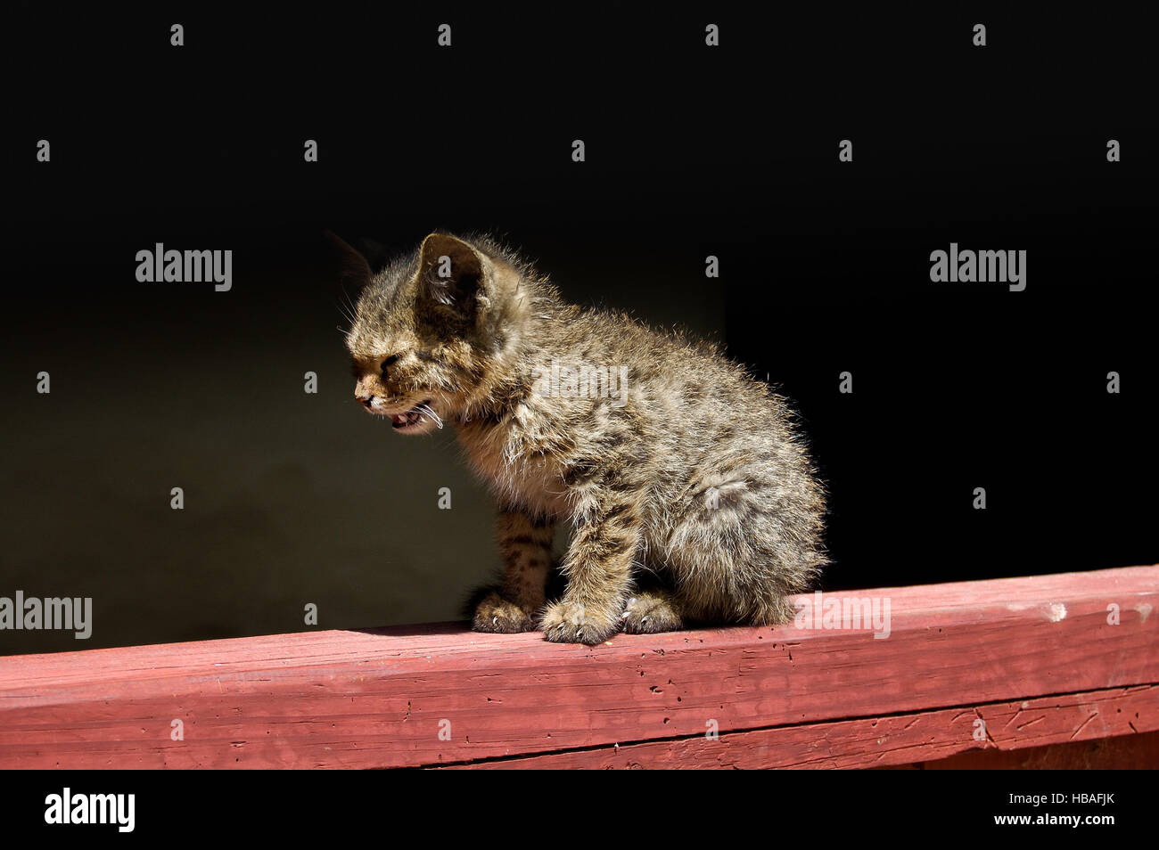 Un chat chiot se réchauffe sous les rayons du soleil au lever du soleil Banque D'Images