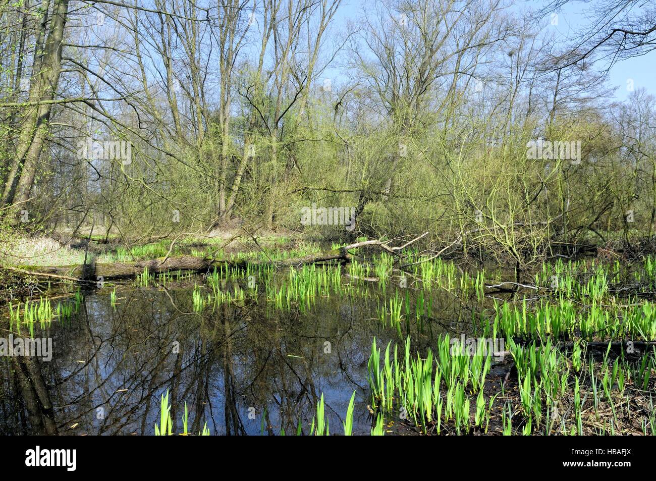 Les plaines inondables du Rhin, l'Allemagne du Rhin Supérieur Banque D'Images