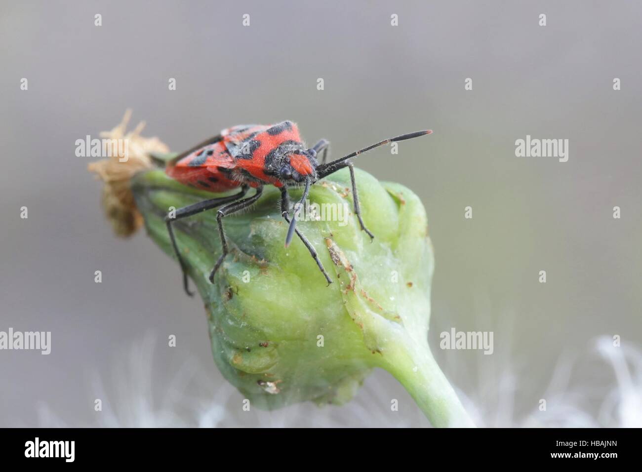 Corizus hyoscyami, bug de cannelle Banque D'Images