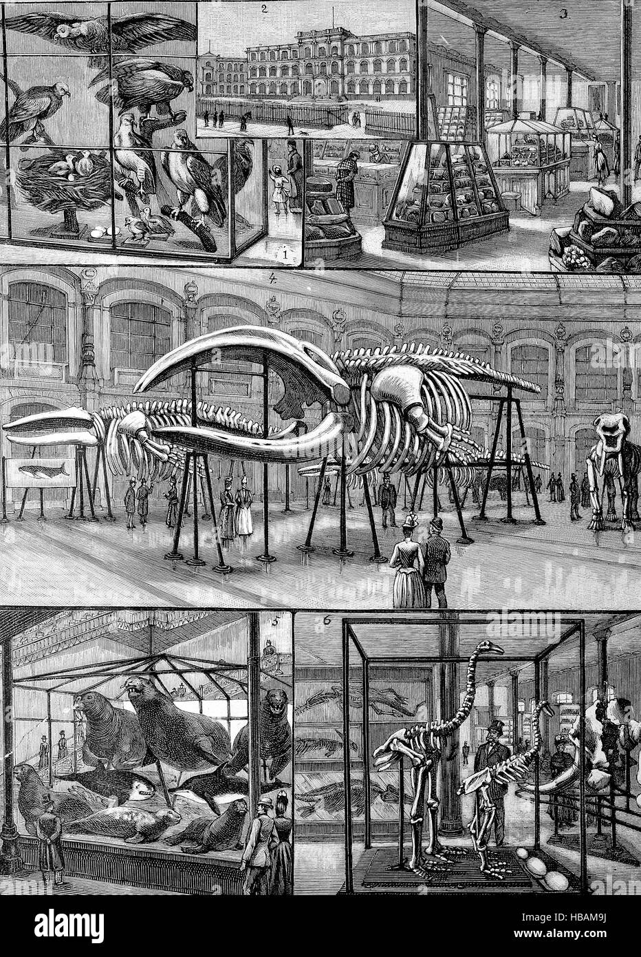 Le Musée d'Histoire Naturelle à Berlin, Allemagne, hictorical illustration de 1880 Banque D'Images