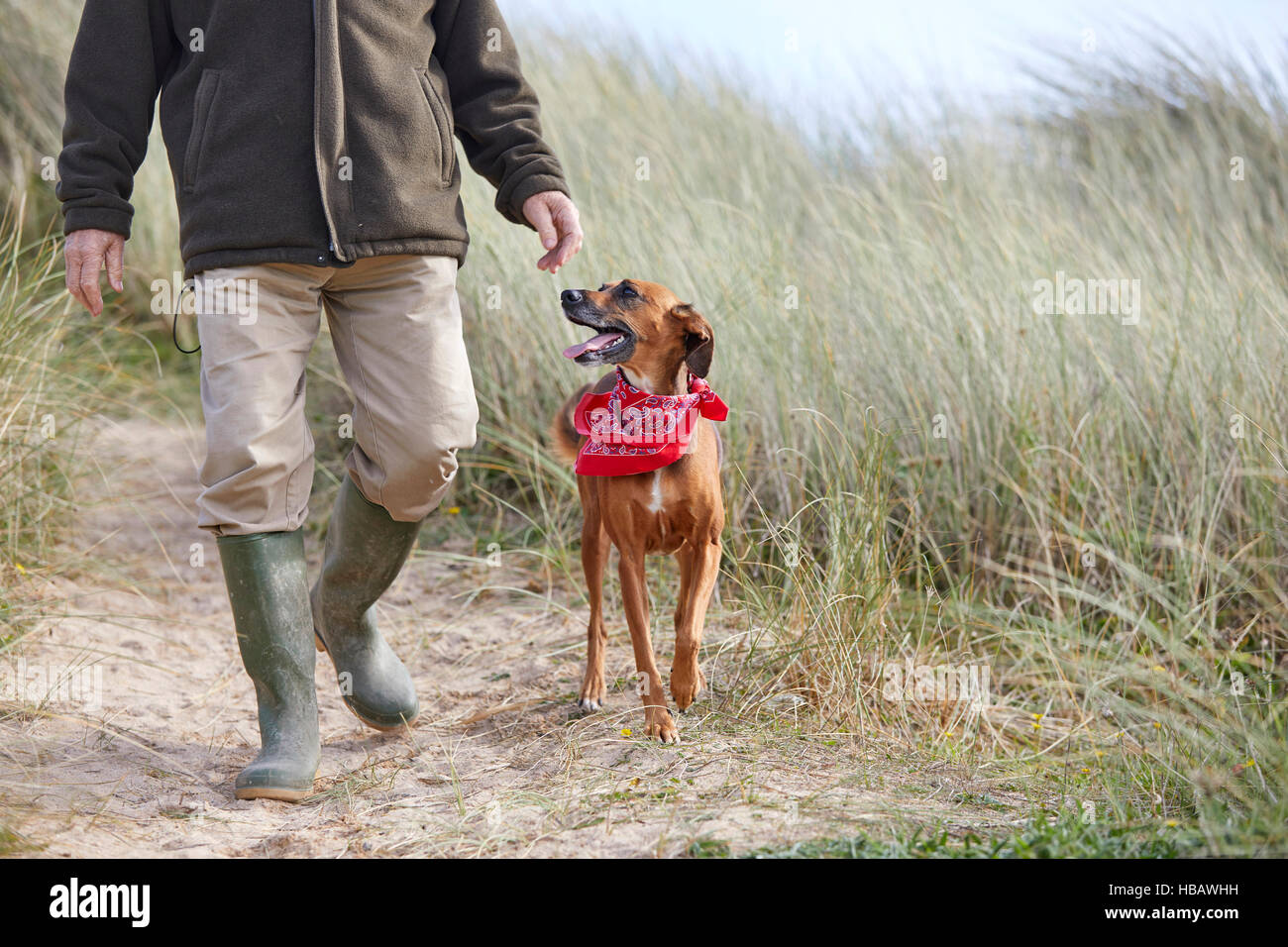 Homme marchant le chien sur le sable des dunes, Constantine Bay, Cornwall, UK Banque D'Images