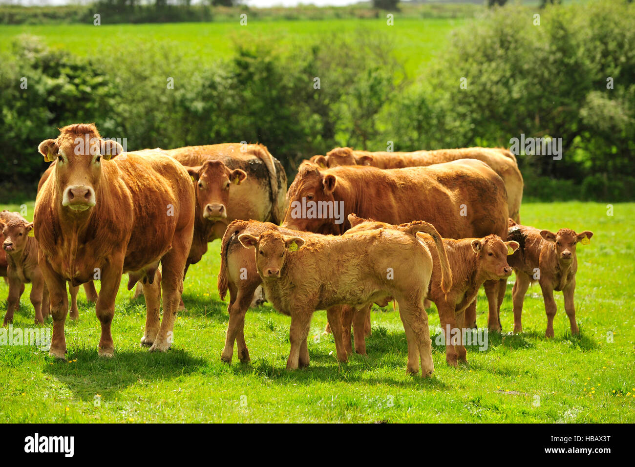 Vaches et veaux limousin Photo Stock - Alamy
