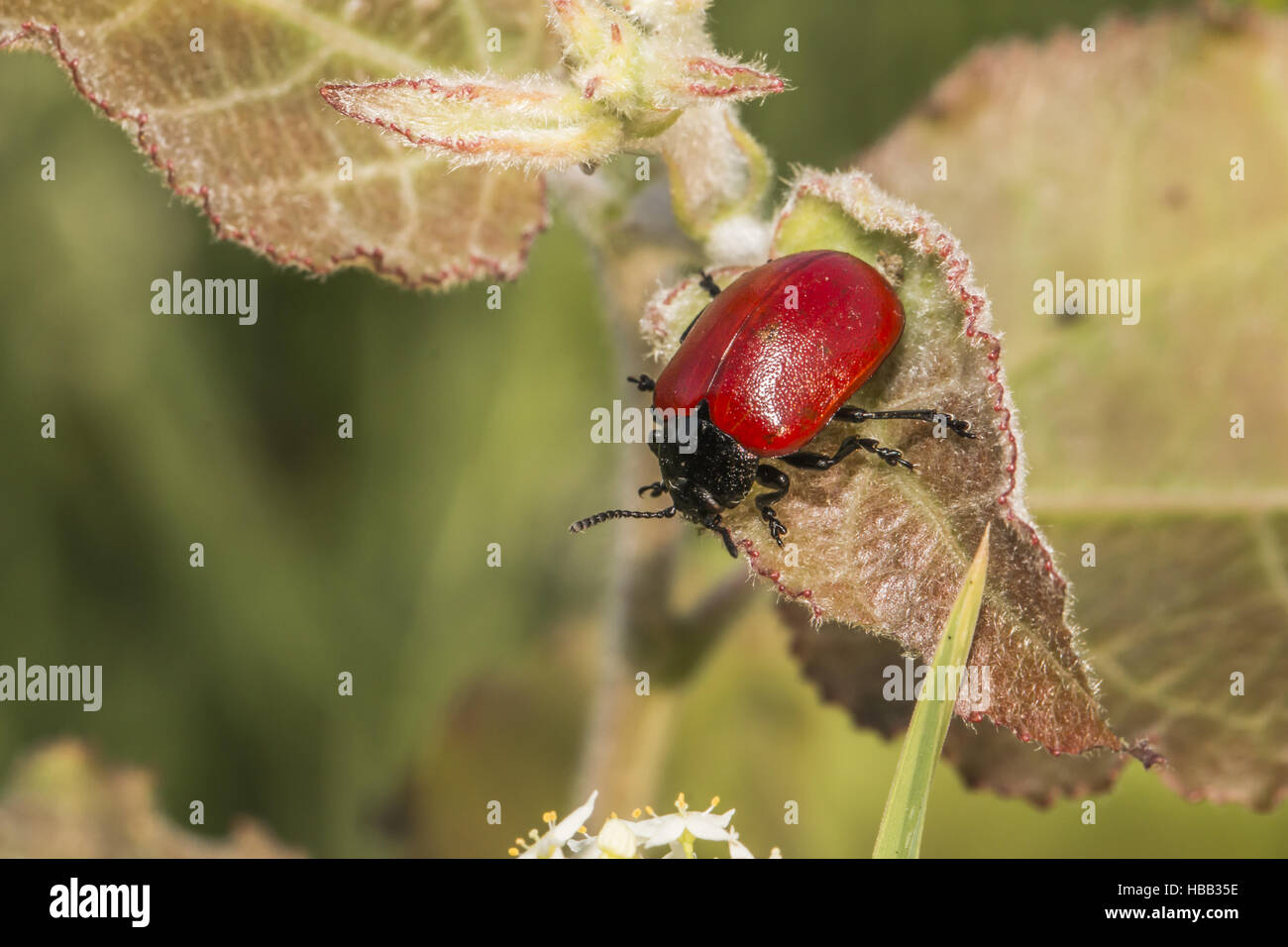 La chrysomèle du peuplier rouge (Melanosoma populi) Banque D'Images