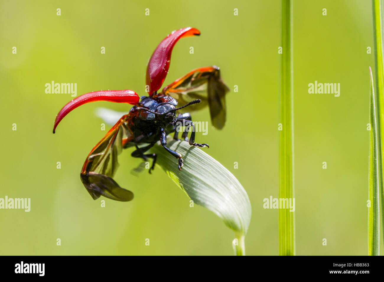 La chrysomèle du peuplier rouge (Melanosoma populi) Banque D'Images