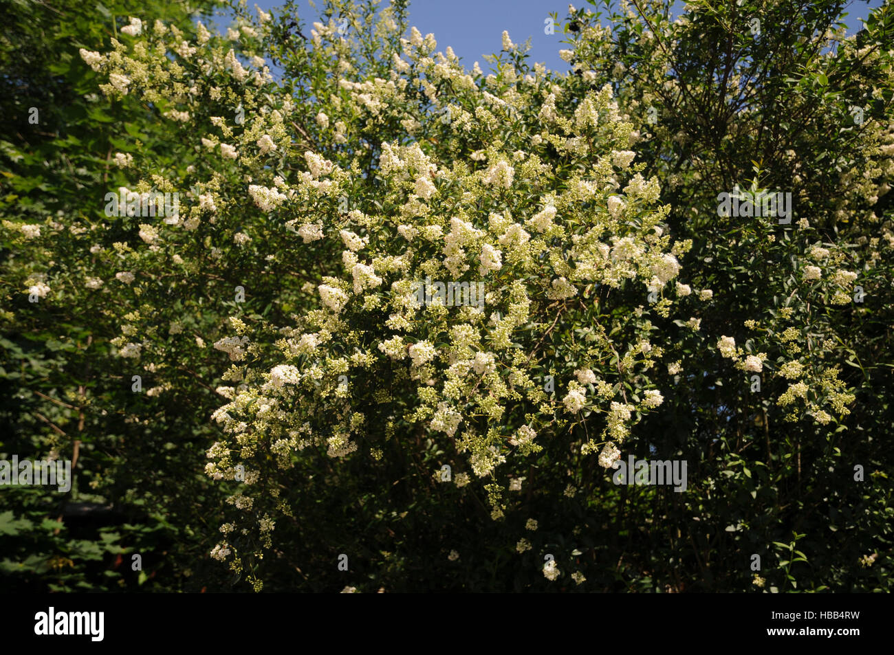 Ligustrum vulgare troène, Banque D'Images