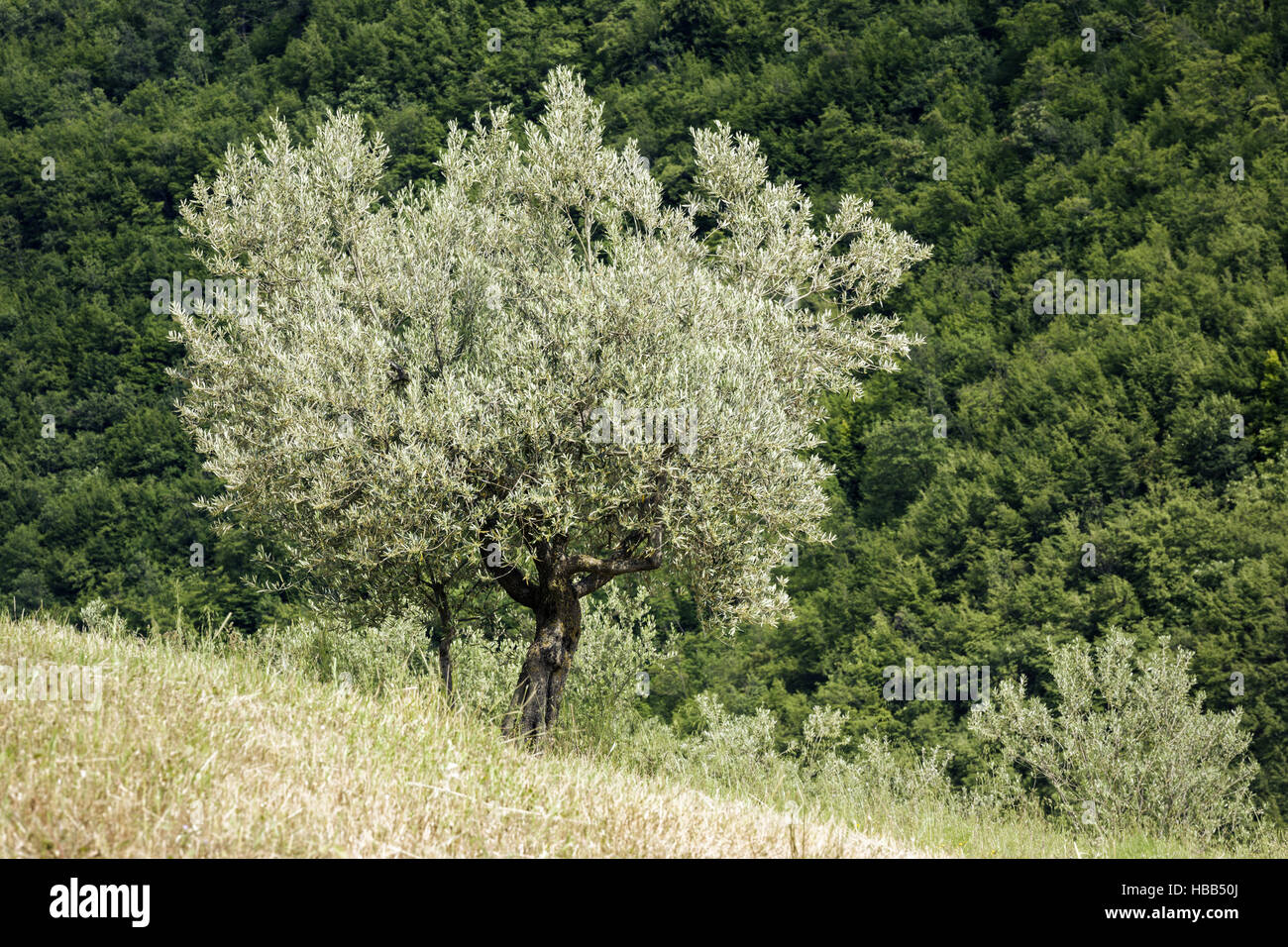 vieil Olivier Banque D'Images